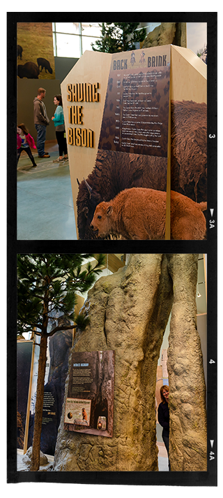 Educational pieces in the visitor center, including a Saving the Bison plaque.