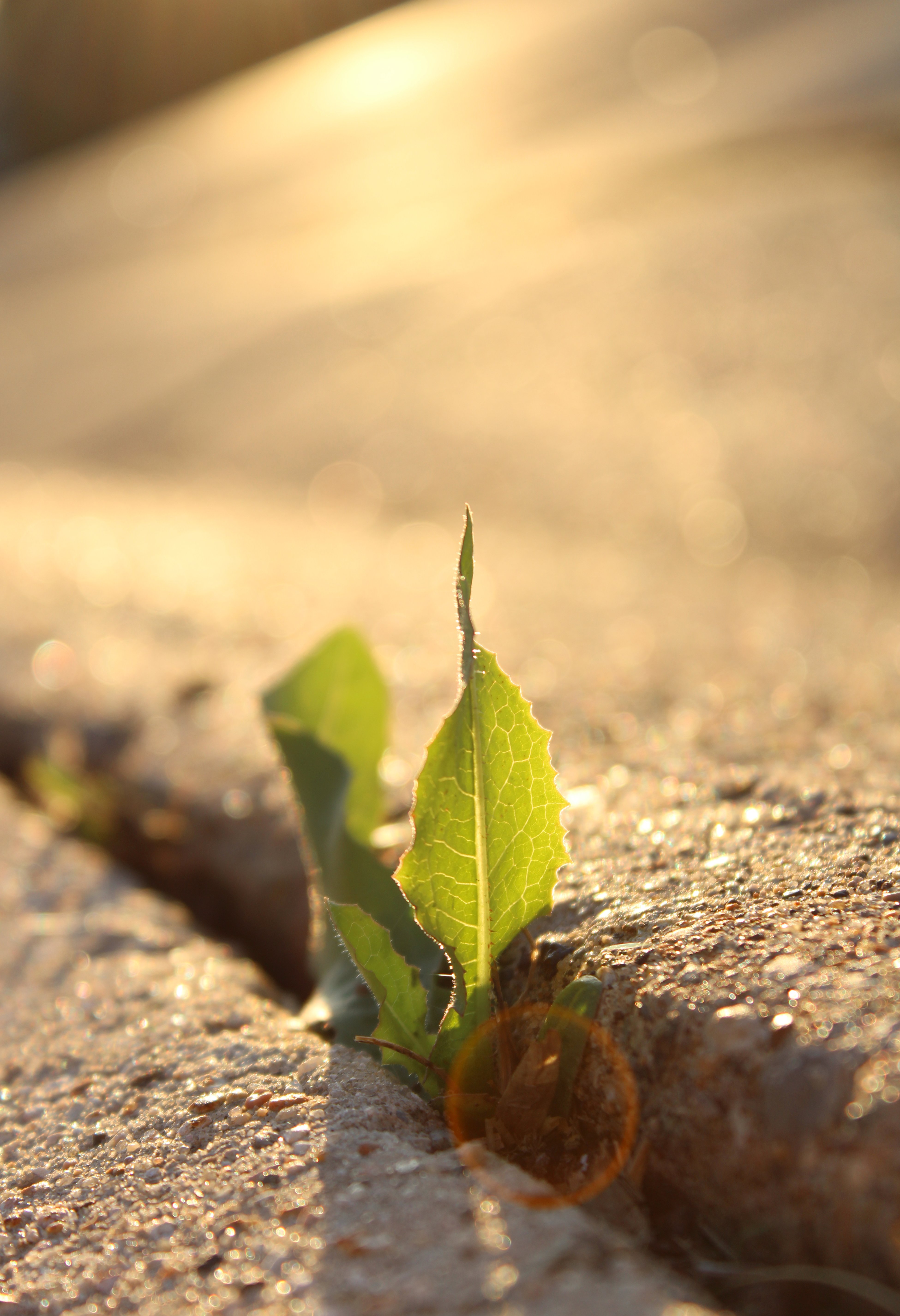 The Lone Leaf